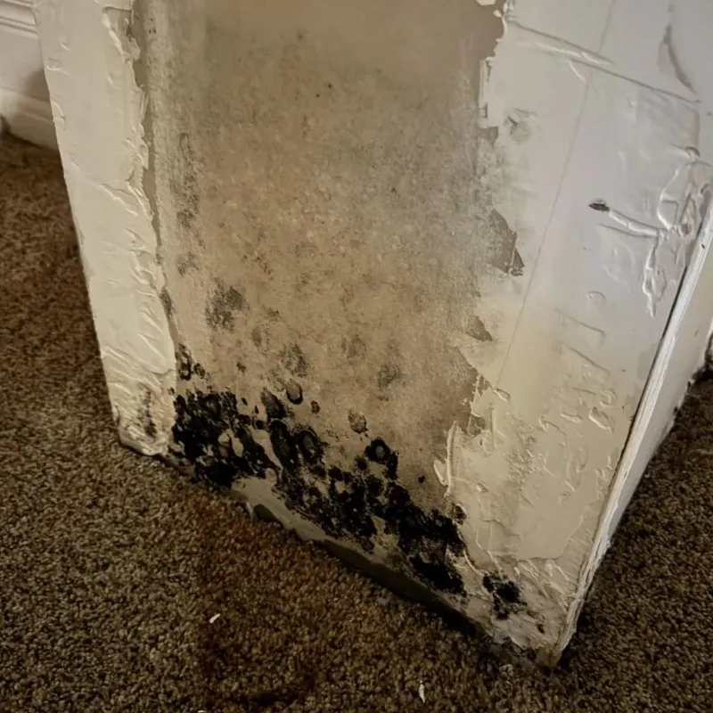 Professional Mold Removal in Home Gardens, CA